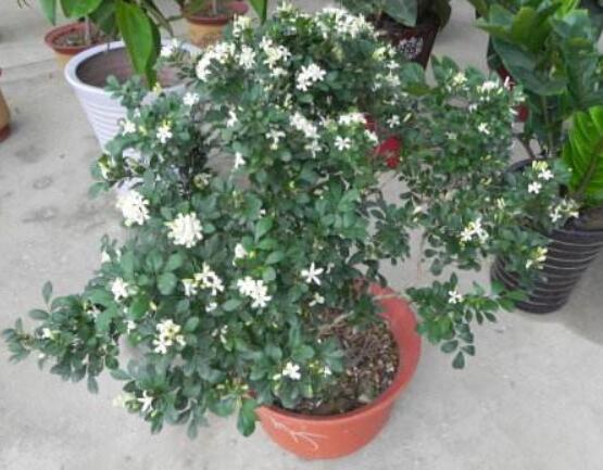 九里香剪枝后多久開花，春季修剪最佳/百天后花開爆盆"