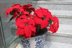 一品紅花期調(diào)控方法，以下方法就可以讓它提前開花"