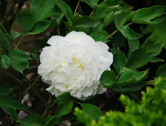 牡丹花功效與作用，盤點牡丹花七大功效與作用"