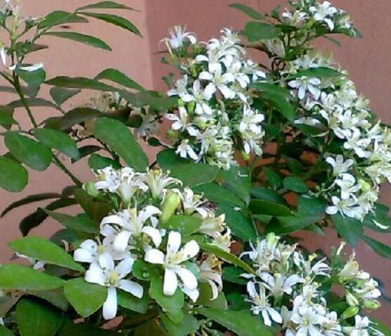 九里香的養(yǎng)殖方法和注意事項(xiàng)，老農(nóng)總結(jié)出七大養(yǎng)殖基本方法"