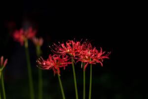 彼岸花為什么不能養(yǎng)，寓意不好影響心情"