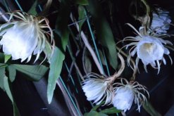 曇花花后如何處理，及時進行修剪并補充養(yǎng)分"