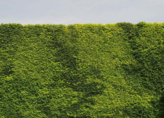 水培常春藤的養(yǎng)殖方法，老農(nóng)總結(jié)的簡單易學三部曲"