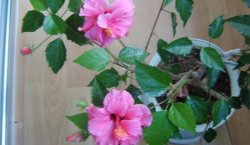 合歡花和芙蓉花怎么區(qū)分，可通過高度、產(chǎn)地、習性、花朵來區(qū)分"