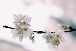 櫻花秋季養(yǎng)護的要點，必須要牢記以下5點"