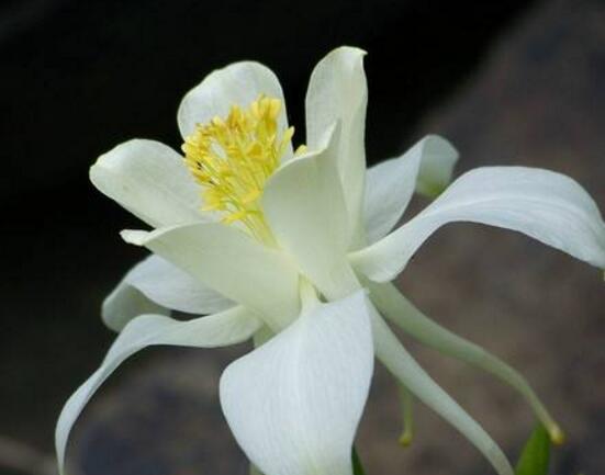 土培水仙花怎么澆水，土培水仙花澆水方法"