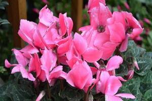 仙客來(lái)怎么澆水，仙客來(lái)多久澆一次水/三天澆次水"