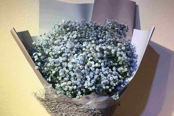 滿天星花語和寓意，純潔浪漫/友情/思念等"