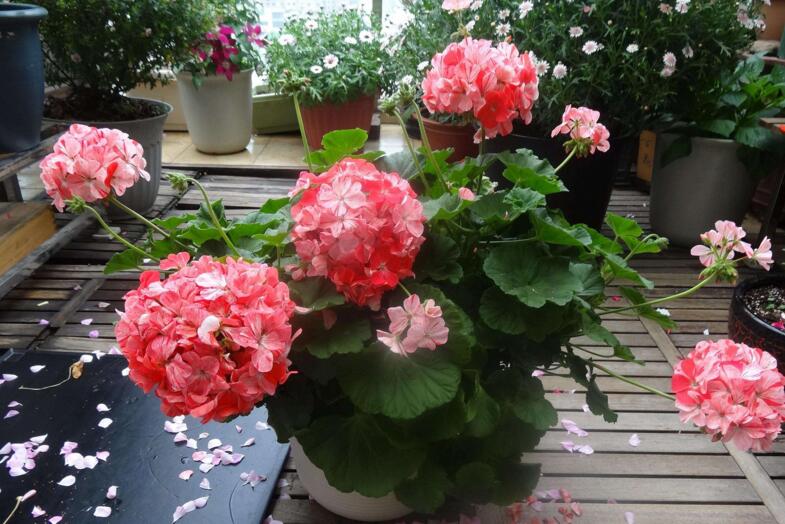 天竺葵插扦方法，杵插的時(shí)間要選對(duì)"