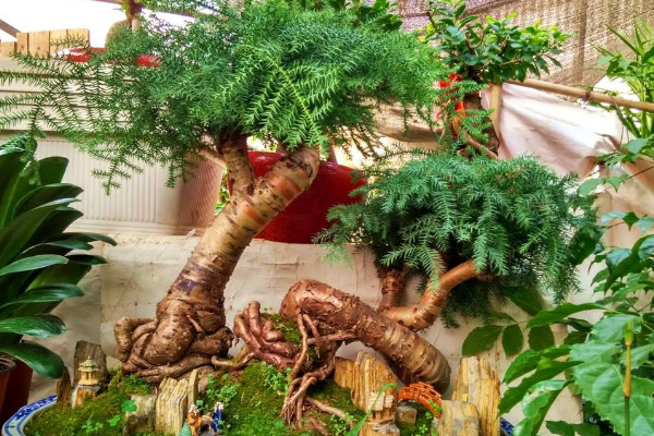 澳洲杉怎么盤(pán)根，用金屬絲繩子等纏繞固定"