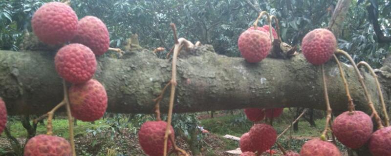 荔枝嫁接的最佳時(shí)間"