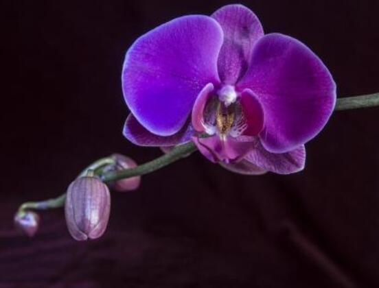 蝴蝶蘭開(kāi)花前怎么養(yǎng)護(hù)，教你五種好方法花開(kāi)的茂盛