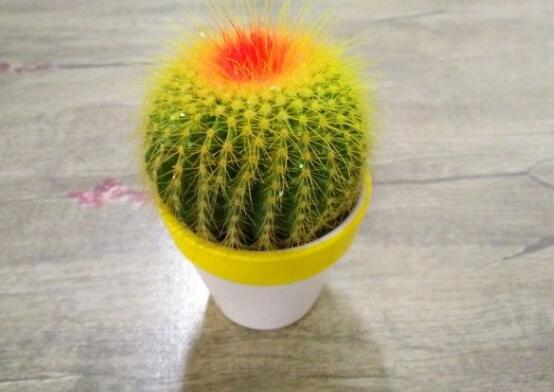 怎樣養(yǎng)仙人球容易開(kāi)花，記住五個(gè)要點(diǎn)花開(kāi)爆盆"