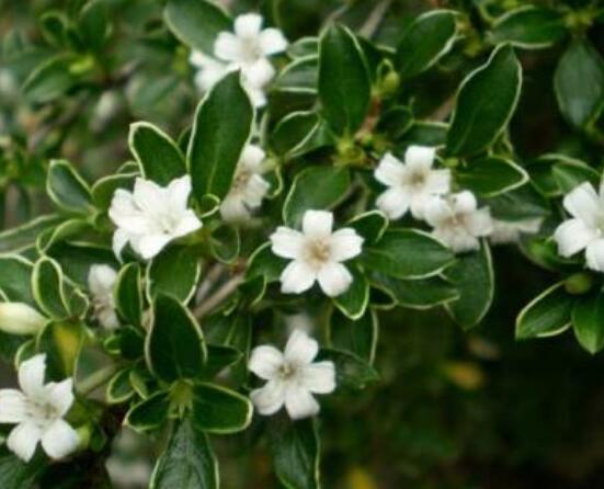 六月雪用什么土栽培好，結(jié)構(gòu)疏松、排水透氣、富含腐殖質(zhì)沙質(zhì)土壤最佳"