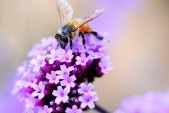 薰衣草適合送什么人，送給朋友、戀人"