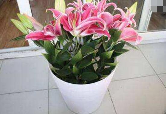 香水百合怎么養(yǎng)，光照充足、溫度合理(土培與水培)"