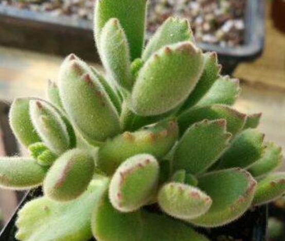 熊童子好養(yǎng)嗎，好養(yǎng)/做好五個(gè)要點(diǎn)生長(zhǎng)茂盛美觀"