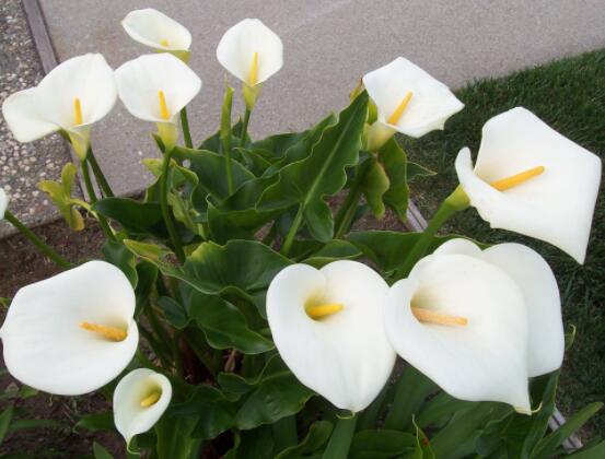 馬蹄蓮花語(yǔ)代表什么，代表著純潔無(wú)瑕、氣質(zhì)高雅"