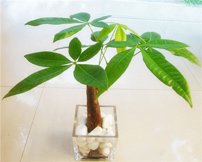 水培發(fā)財樹怎么養(yǎng)，發(fā)財樹水培技術(shù)要點"