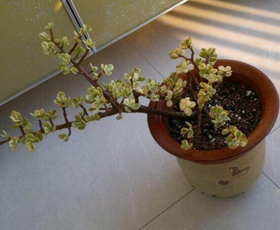 雅樂之舞適合什么花盆，陶盆、紫砂盆、泥瓦盆最為合適"