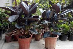 橡皮樹(shù)冬天養(yǎng)護(hù)方法，注意通風(fēng)、保溫最關(guān)鍵（溫度不得低于5℃）"