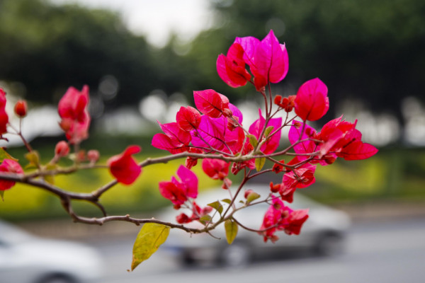 三角梅換盆后葉子蔫了，調(diào)節(jié)濕度/控溫控光/通風重載"