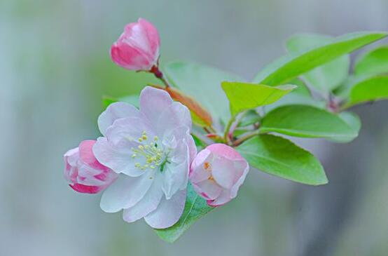 海棠花有多少種，盤點(diǎn)最好看的六大種類"