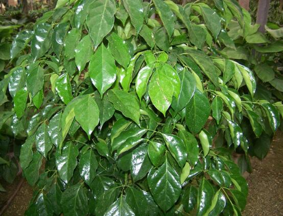 平安樹(shù)葉子耷拉怎么辦，三種原因以及解決辦法"