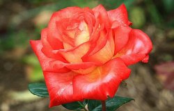 月季花的品種，大花香水月季品種極具觀賞性"