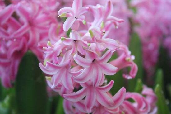 風(fēng)信子夏天怎么養(yǎng)，五個(gè)方法教你安然度夏"