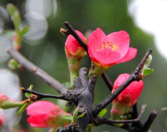 臭海棠花的養(yǎng)殖方法，老農(nóng)總結(jié)簡單實用七個養(yǎng)殖技巧"