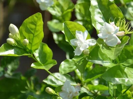 茉莉花常見的病蟲害及其防治方法，老農(nóng)總結(jié)最常見四種病蟲害"