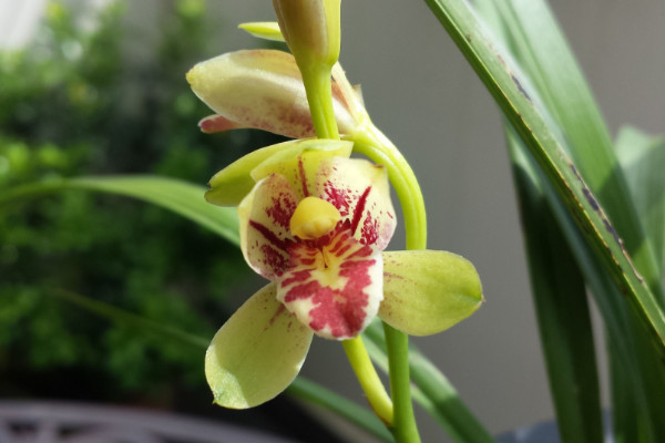 豆瓣蘭和春蘭的區(qū)別，葉片/花朵/株型/分布地區(qū)等不同"