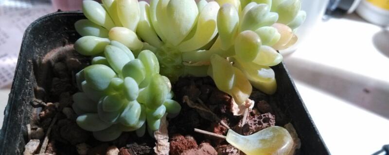 多肉得了灰霉病怎么辦"