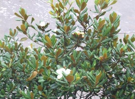 橡皮樹開花嗎，橡皮樹多久開花(一年兩次）"