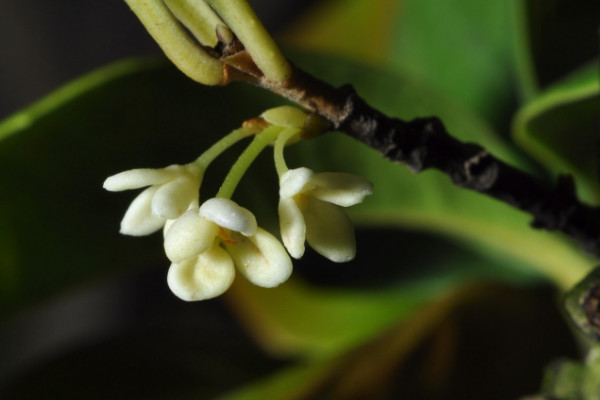 桂花嫁接最佳時間，春季3~6月份嫁接最佳"