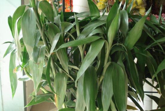 富貴竹禁忌擺放位置，盤點(diǎn)四個(gè)禁忌位置(財(cái)位/門口/廁所/金屬旁)"