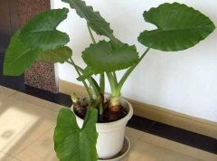 滴水觀音怎么繁殖，滴水觀音扦插繁殖圖解"