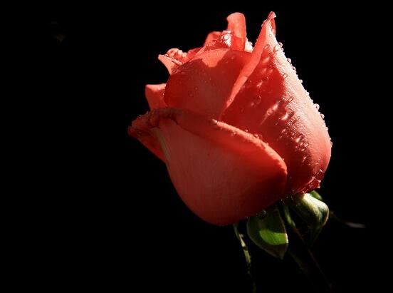 玫瑰花有毒嗎，玫瑰花可以在室內(nèi)養(yǎng)嗎"