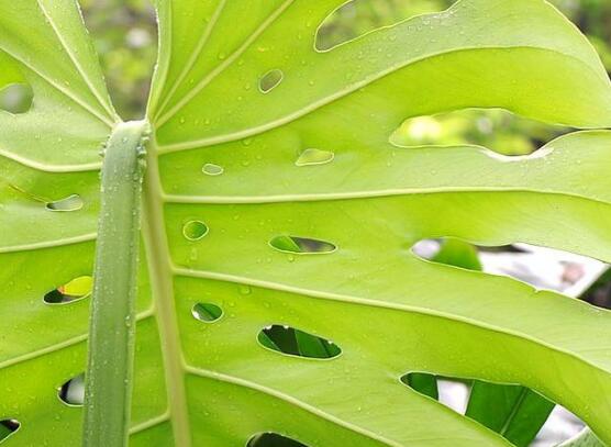 龜背竹怎么修剪，龜背竹修剪方法"