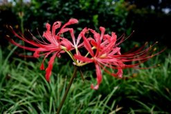 養(yǎng)彼岸花有什么禁忌嗎，毒性、象征、寓意以及花香都要注意"