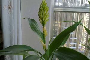 富貴竹會(huì)開花嗎，富貴竹開花意味著什么"