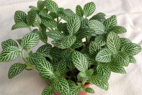 網(wǎng)紋草的花語有哪些，理性/睿智/輕盈"