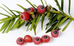 紅豆杉的果實可以吃嗎，不可以直接吃只能這樣吃"