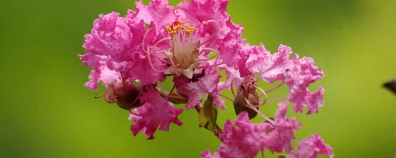 紫薇可以嫁接什么樹(shù)"