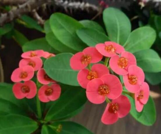 虎刺梅致癌嗎，長期接觸導(dǎo)致人們身體細(xì)胞癌變"