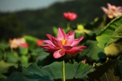 摘下來的荷花怎么養(yǎng)，修剪過后可插入花瓶中養(yǎng)護(hù)"