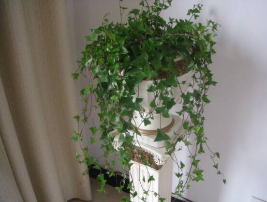 常春藤晚上能放臥室嗎，能/凈化空氣、舒緩身心、擋煞驅(qū)煞"