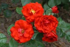 月季花的栽培方法，5步即可完成月季花栽培"