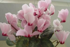 仙客來(lái)的風(fēng)水作用，仙客來(lái)的功效與作用"